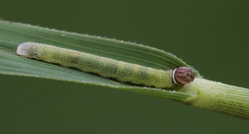 Least Skipper caterpillar